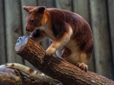 Un petit kangourou arboricole est né à la Ménagerie du Jardin des Plantes