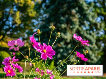 fleurs nature visuels actualités