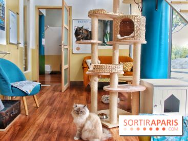 Le Moustache Pension, un hôtel pour chats douillet qui accueille vos compagnons à Paris