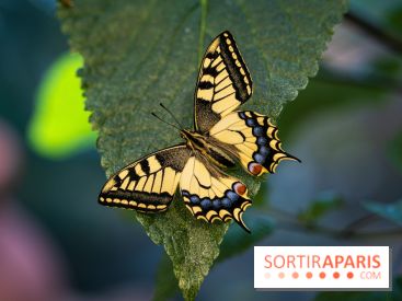 La Serre aux Papillons du Parc Floral 