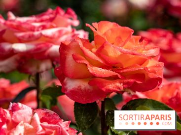 Photos : La Roseraie du val-de-Marne