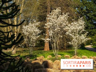Arboretum de la Vallée-aux-Loups, une balade au milieu des arbres remarquables