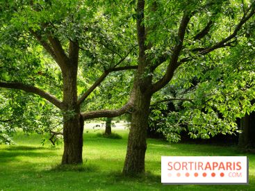Arboretum de la Vallée-aux-Loups, une balade au milieu des arbres remarquables