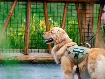 La journée portes ouvertes de l'école des chiens guides à paris