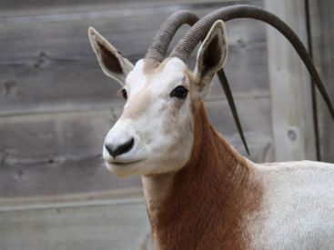 Naissance de deux Oryx Algazelle à Thoiry