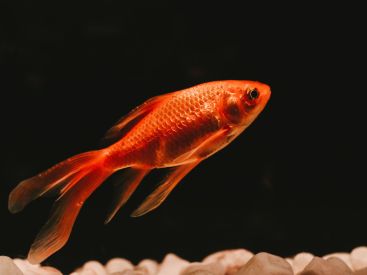 Refuge poissons rouges