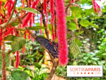 Serre Papillons - La Queue-lez-Yvelines