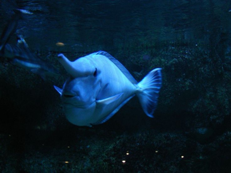 Dans le sillage des requins - Aquarium de la Porte Dorée - Paris 2010