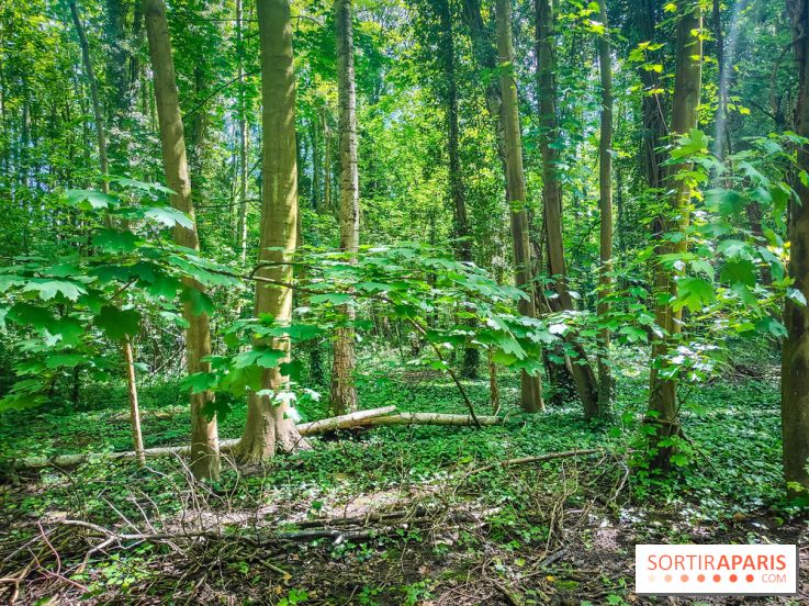 Le Hangar Y à Meudon, nos photos - forêt 
