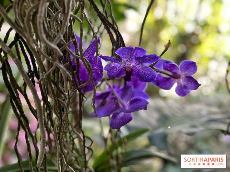 Orchidées - jardin des plantes
