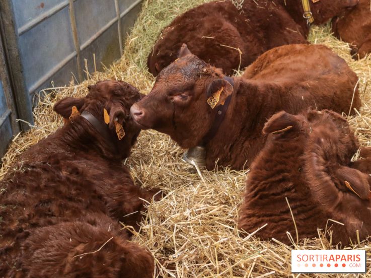 Salon de l'agriculture 2023 - 20230227154759 IMG 3915