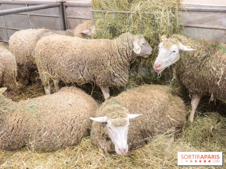 Salon de l'agriculture 2023