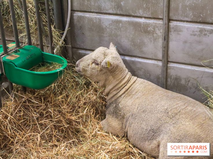 Salon de l'agriculture 2023 - 20230227153925 IMG 3901