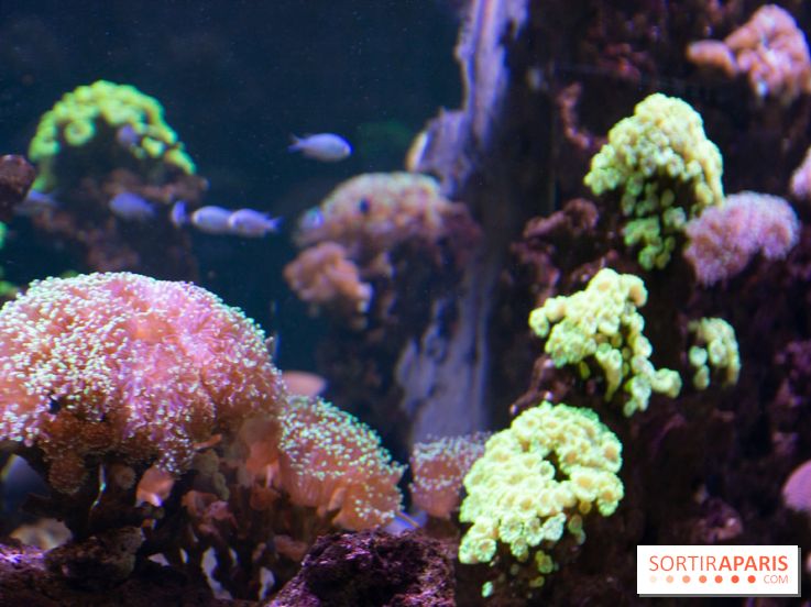 Aquarium Sea Life