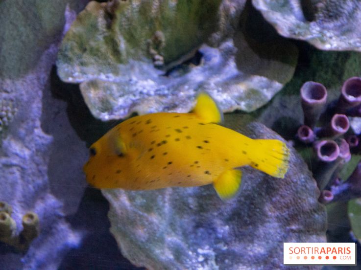 Aquarium Sea Life