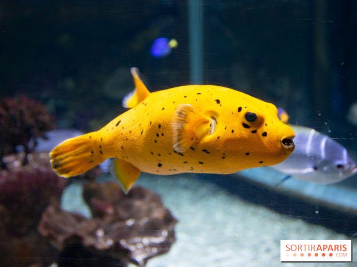 Aquarium Sea Life - IMG 8301