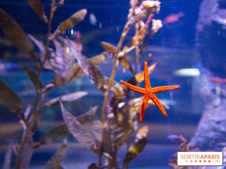 Aquarium Sea Life