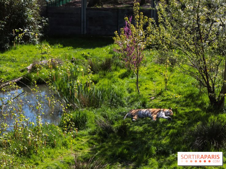 Zoo de Thoiry 2023 - Tigre