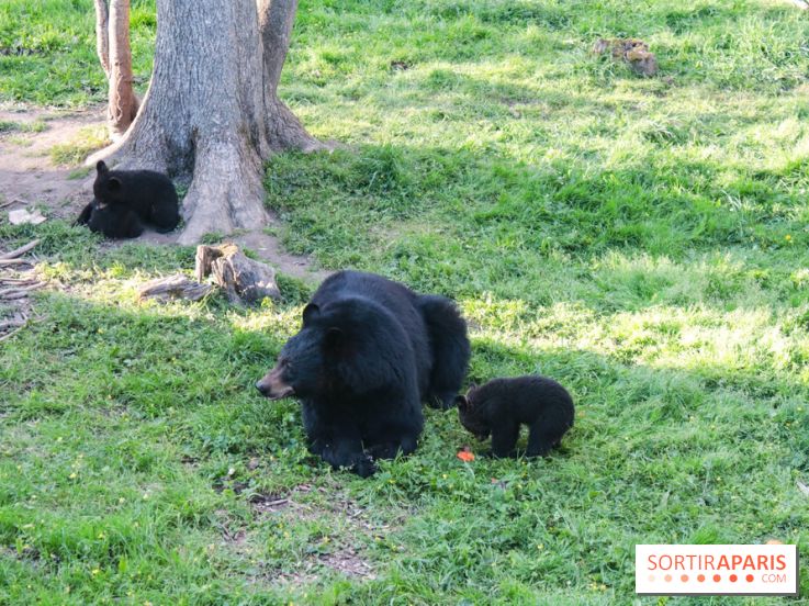 Les tanières du zoo de Thoiry 2023 - Ours