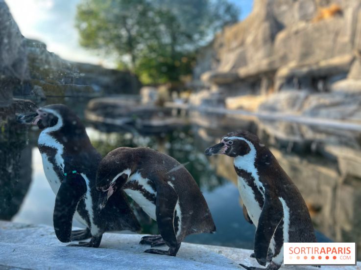 Nocturnes au Parc Zoologique de Paris - IMG 3481