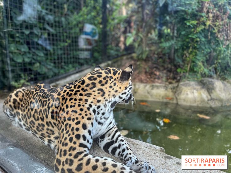 Nocturnes au Parc Zoologique de Paris - IMG 3532