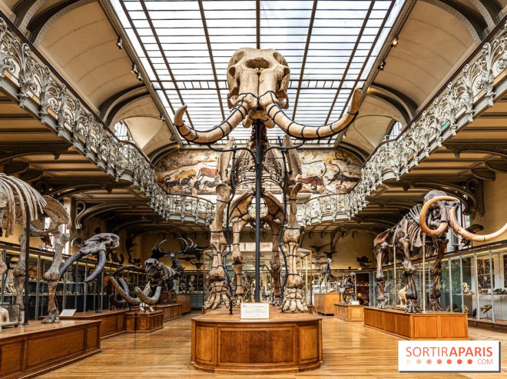 Le mammouth de Durfort restauré au Muséum national d’Histoire naturelle -  A7C7412