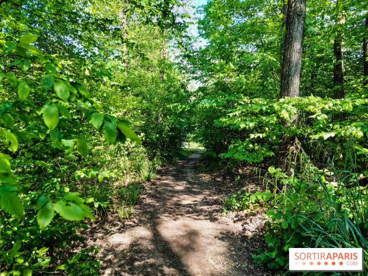 Balade nature dans la forêt de Montmorency, nos photos