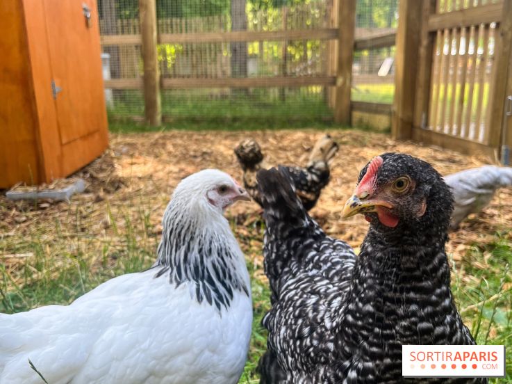 La ferme de la Villette et ses animaux - image00032