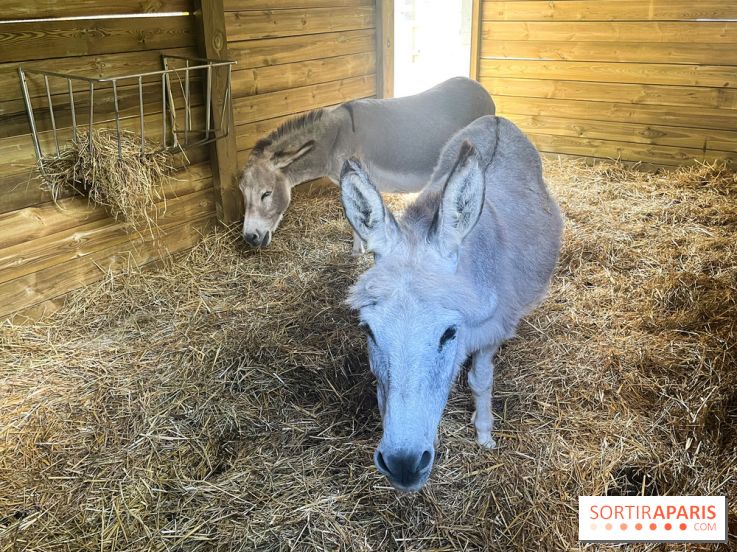 La ferme de la Villette et ses animaux