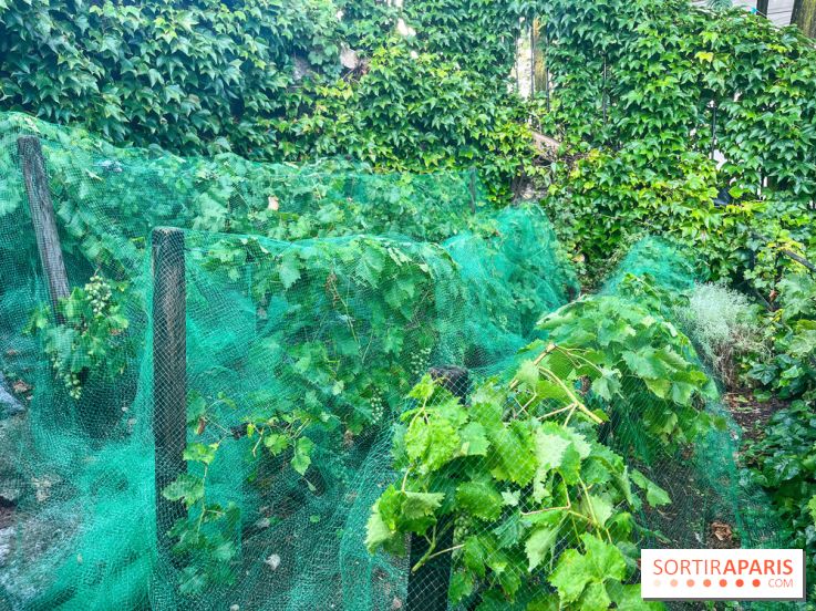 Vignes vendanges - visuels - image00016