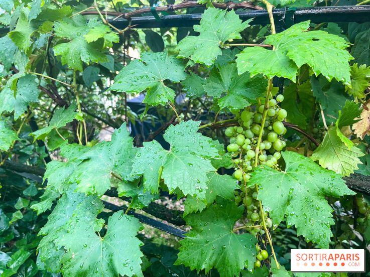 Vignes vendanges - visuels - image00019