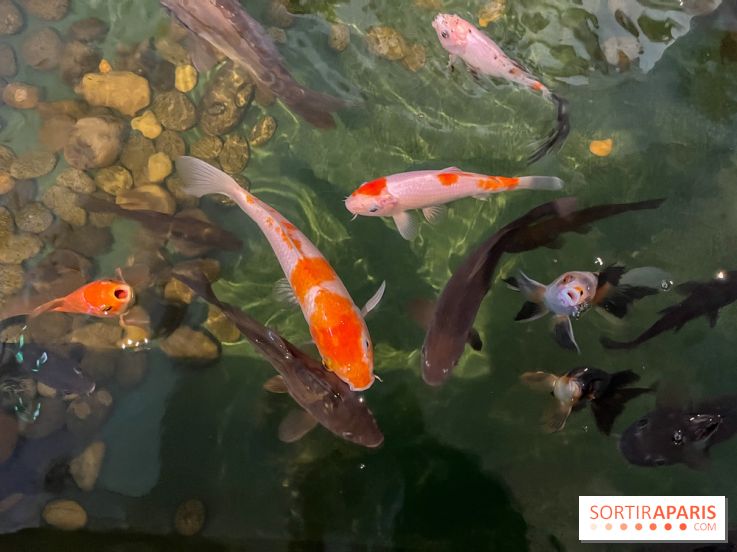 L'Aquarium de Paris propose un refuge pour poissons rouges
