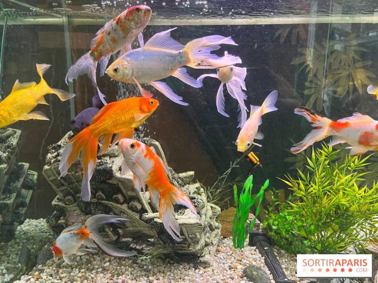 La Maison de la Pêche et de la Nature - image00003