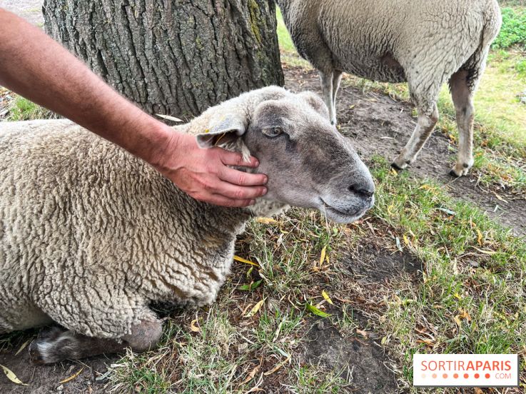 La ferme de Saint-Cyr l'Ecole - image00075