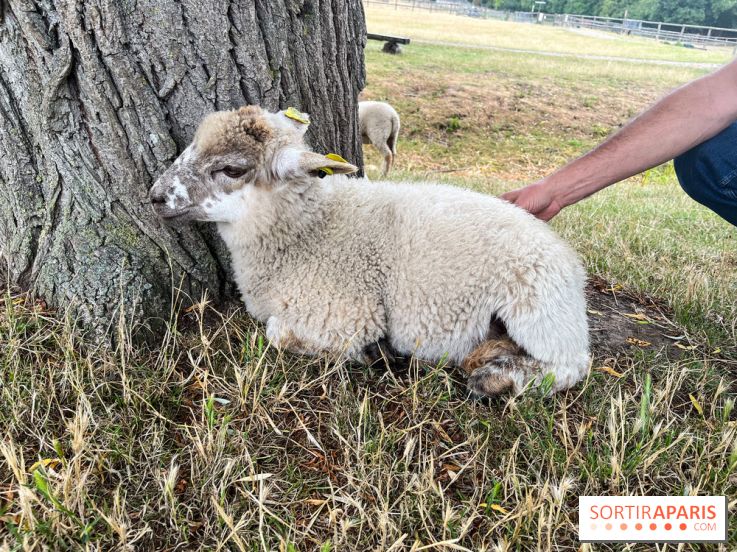 La ferme de Saint-Cyr l'Ecole - image00073