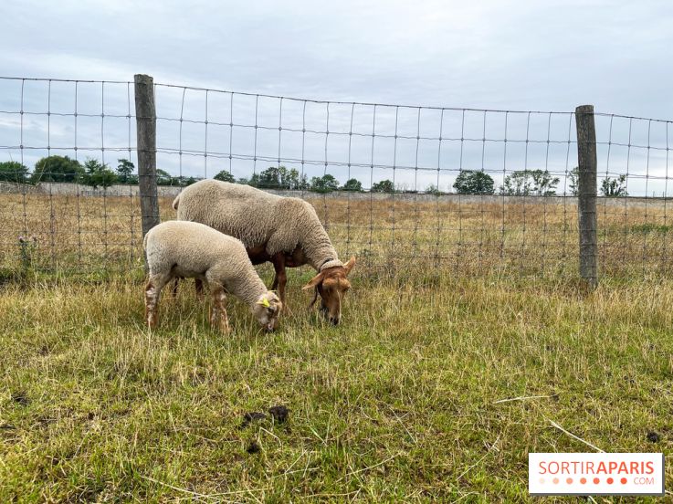 La ferme de Saint-Cyr l'Ecole - image00043