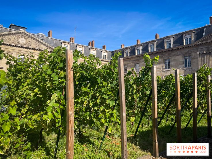 Vignoble Hôtel de Ville - IMG 9237