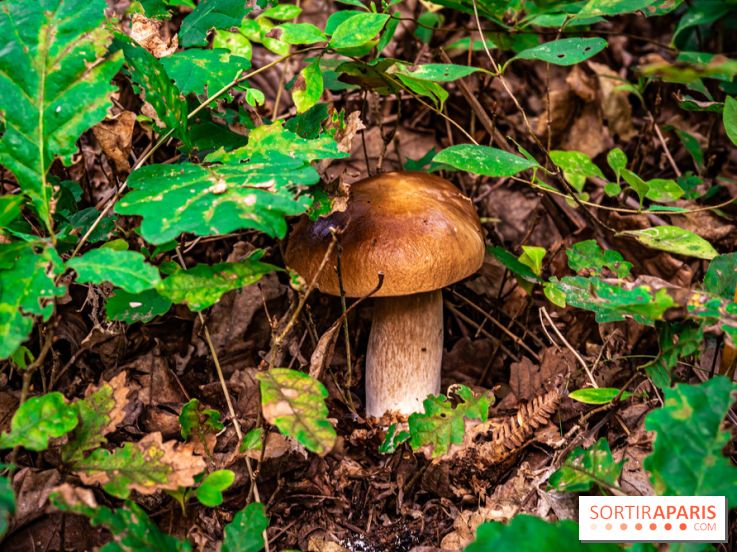 Le sentier des Maréchaux à Senlisse - Vallée de Chevreuse -  champignons