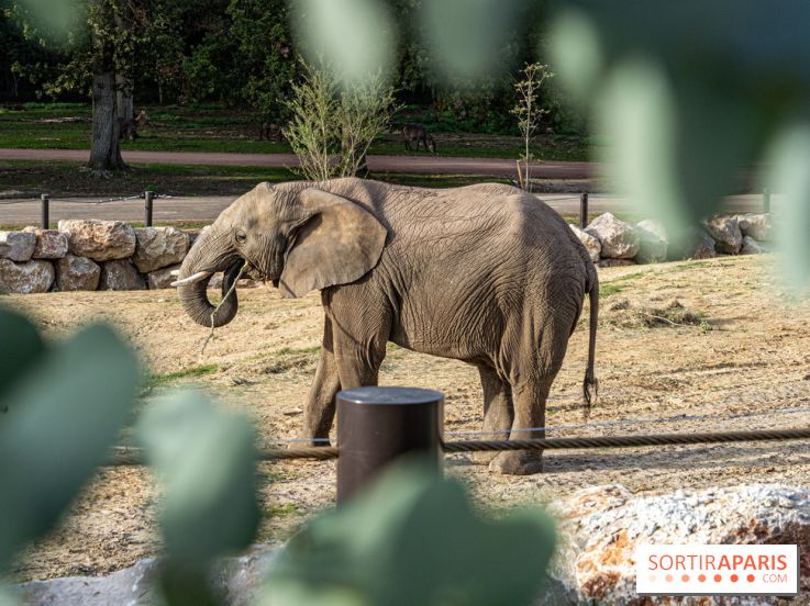 Les lodges de Thoiry - dormir à Thoiry en Terres d'Afrique - Photos -  A7C3299