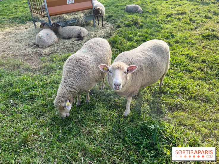 La ferme pédagogique du parc des Chanteraines