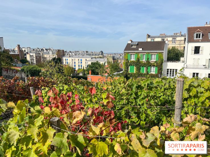 Vignes Montmartre