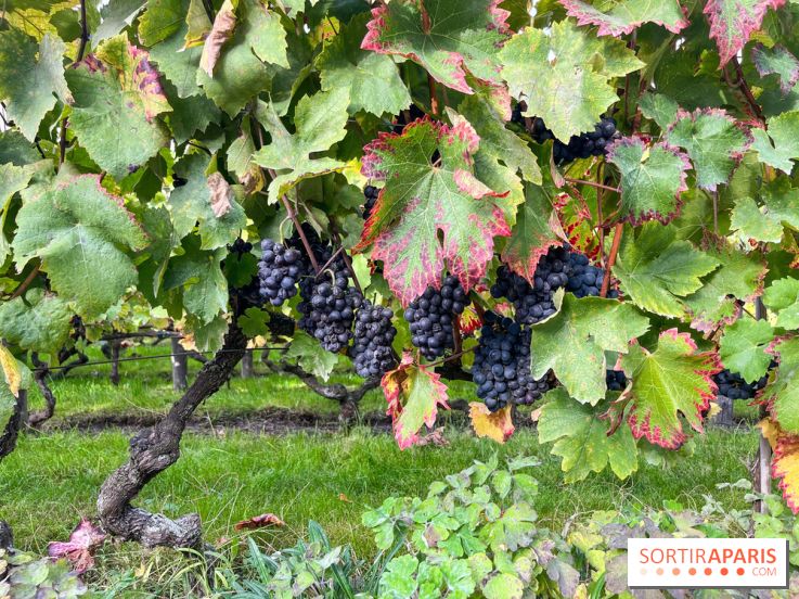 Vignes Montmartre - image00008