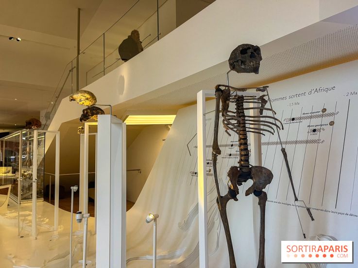 Le musée de l'Homme - collections permanentes
