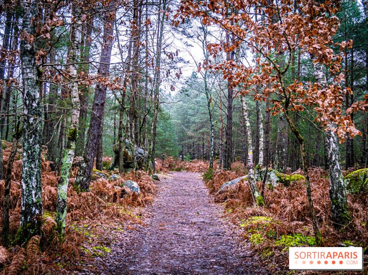 Le sentier de l'érosion à Fontainebleau - balade en forêt