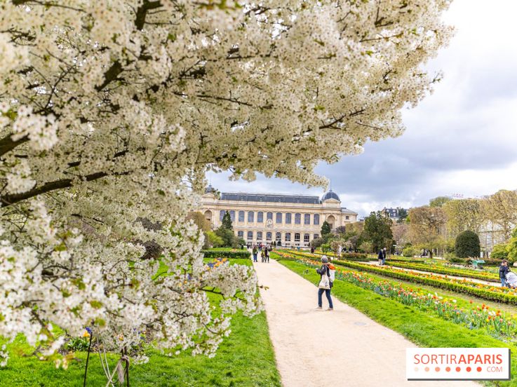 Visuel Paris 5e - jardin des plantes  - printemps - cerisiers