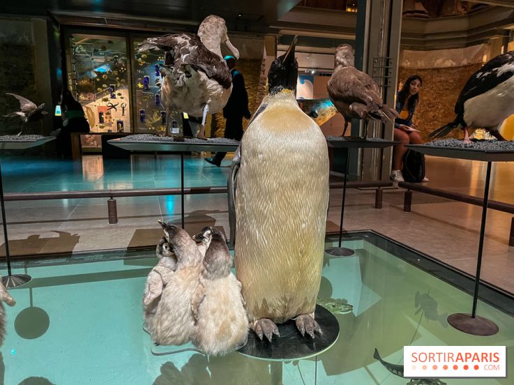 Grande Galerie de l'évolution- visuels 2024 - image00095