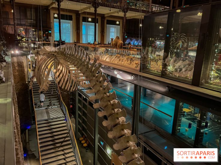 Grande Galerie de l'évolution- visuels 2024 - image00076