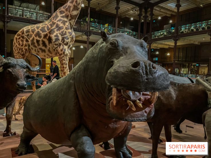 Grande Galerie de l'évolution- visuels 2024 - image00042