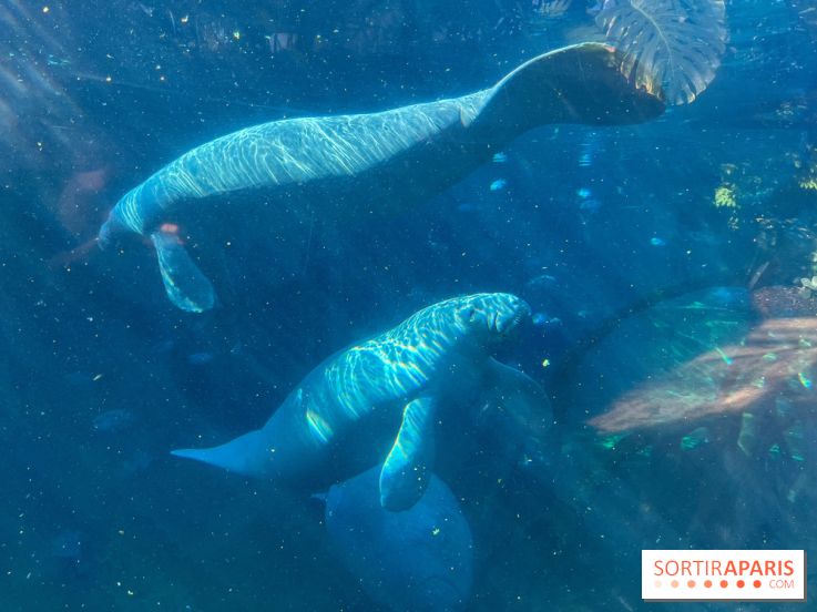 Zoo de Vincennes, Parc zoologique 2024 - lamantin