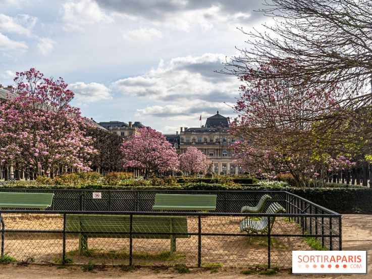 Les magnolias du Jardin du Palais Royal
